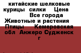 китайские шелковые курицы (силки) › Цена ­ 2 500 - Все города Животные и растения » Птицы   . Кемеровская обл.,Анжеро-Судженск г.